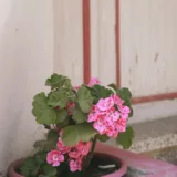 Geranium (Pink)