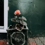Geranium (Red)