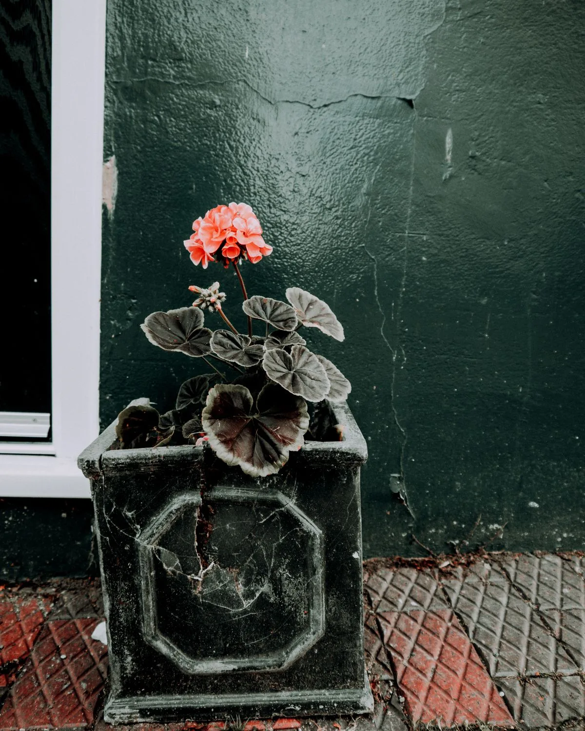 Geranium (Red)