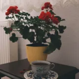Geranium (Red)
