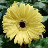 Gerbera (Any Color)
