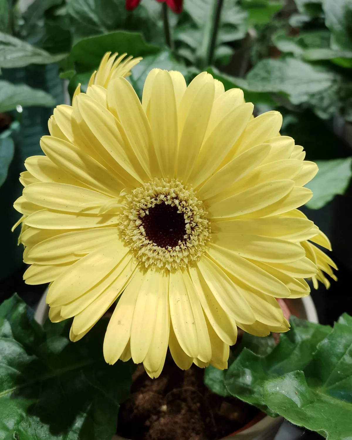 Gerbera (Any Color)