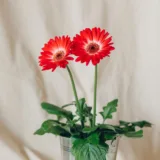 Gerbera (Any Color)