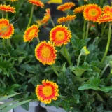 Gerbera (Red)
