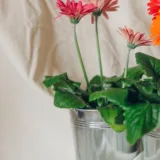 Gerbera (Red)