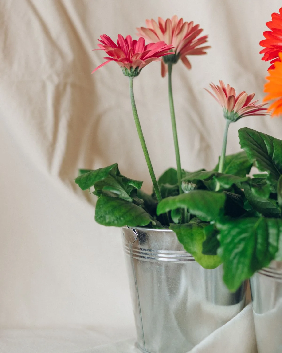 Gerbera (Red)