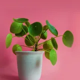 Golden Money Plant