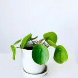 Golden Money Plant