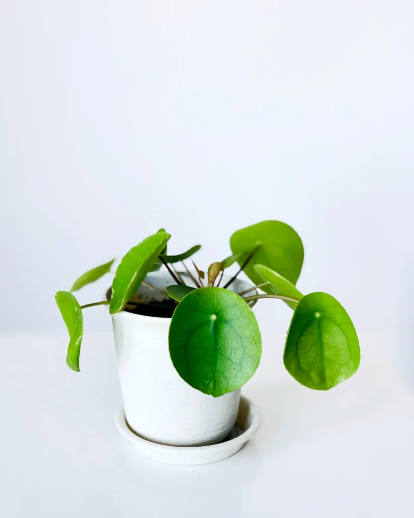 Golden Money Plant
