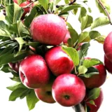 Grafted Apple Tree