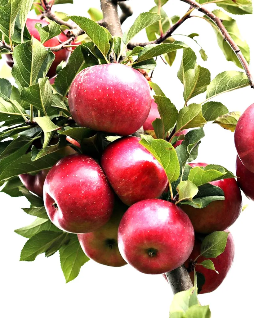 Grafted Apple Tree