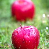 Grafted Apple Tree