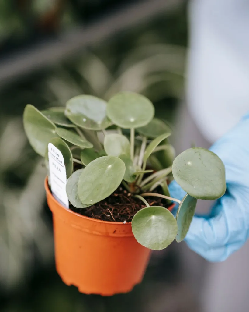 Green Money Plant