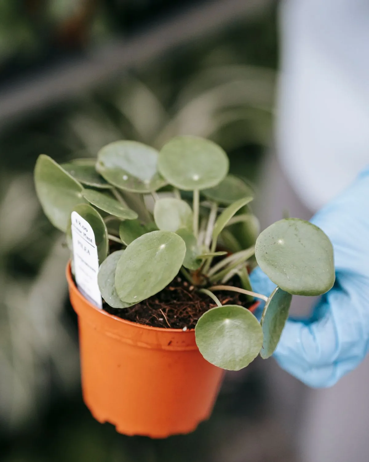 Green Money Plant