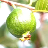 Guava Tree (Seed-Grown)
