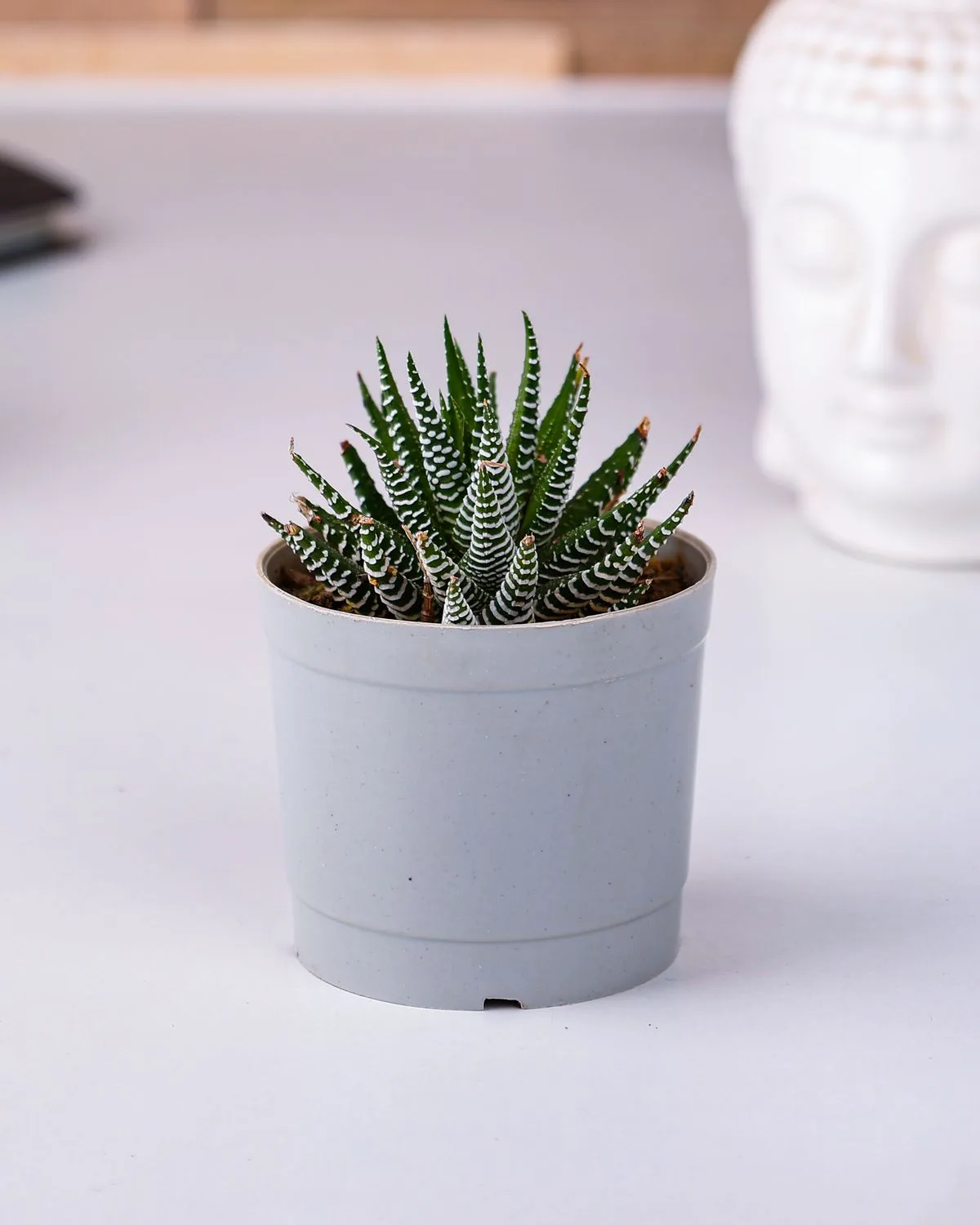 Haworthia cooperi