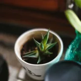 Haworthia pygmaea