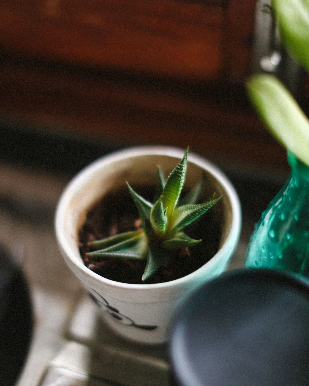 Haworthia pygmaea
