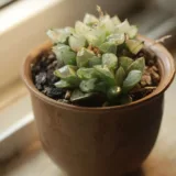 Haworthia pygmaea