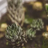 Haworthia truncata Green Rose