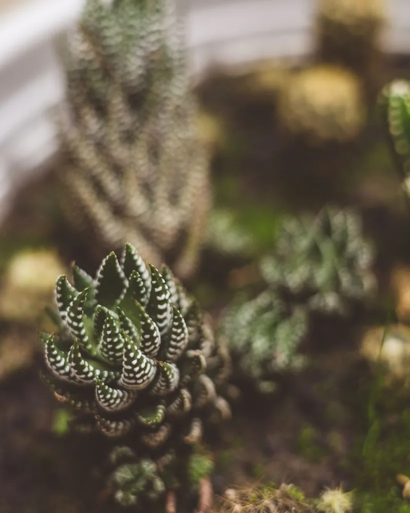 Haworthia truncata Green Rose