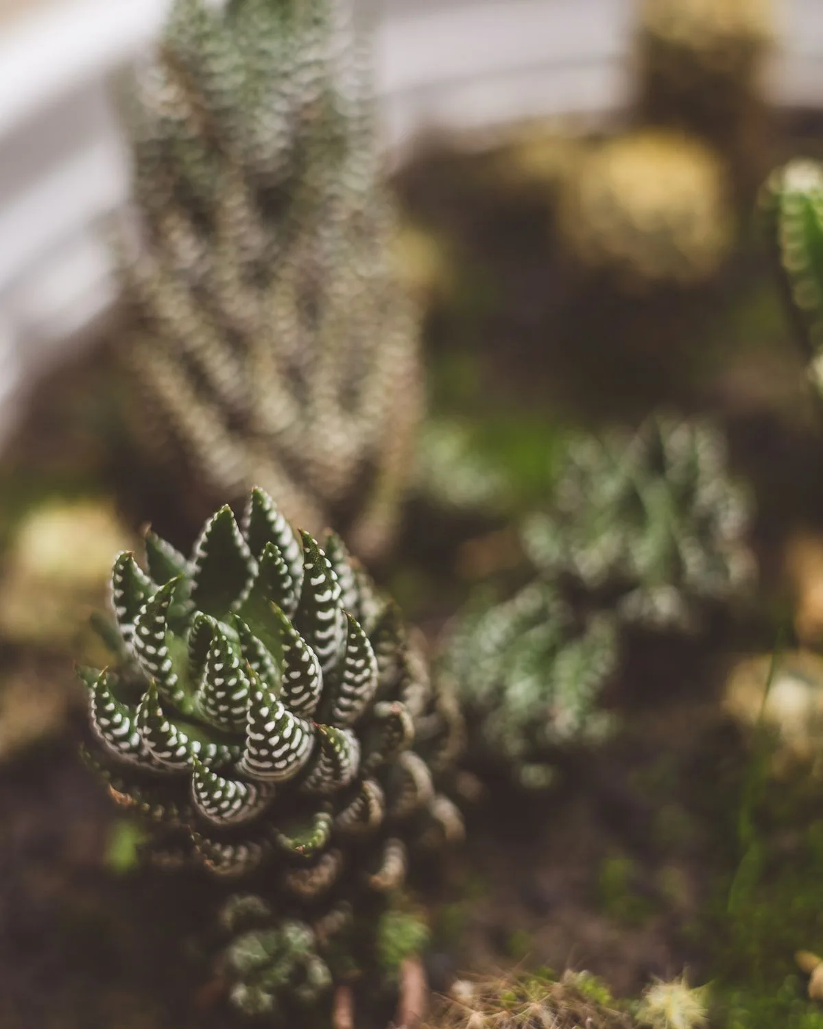 Haworthia truncata Green Rose