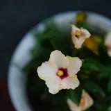 Hibiscus, Gudhal Flower (Orange)