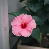 Hibiscus, Gudhal Flower (Orange)