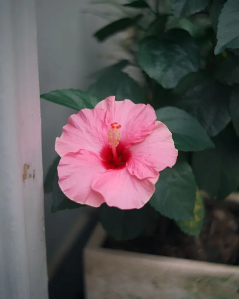 Hibiscus, Gudhal Flower (Orange)