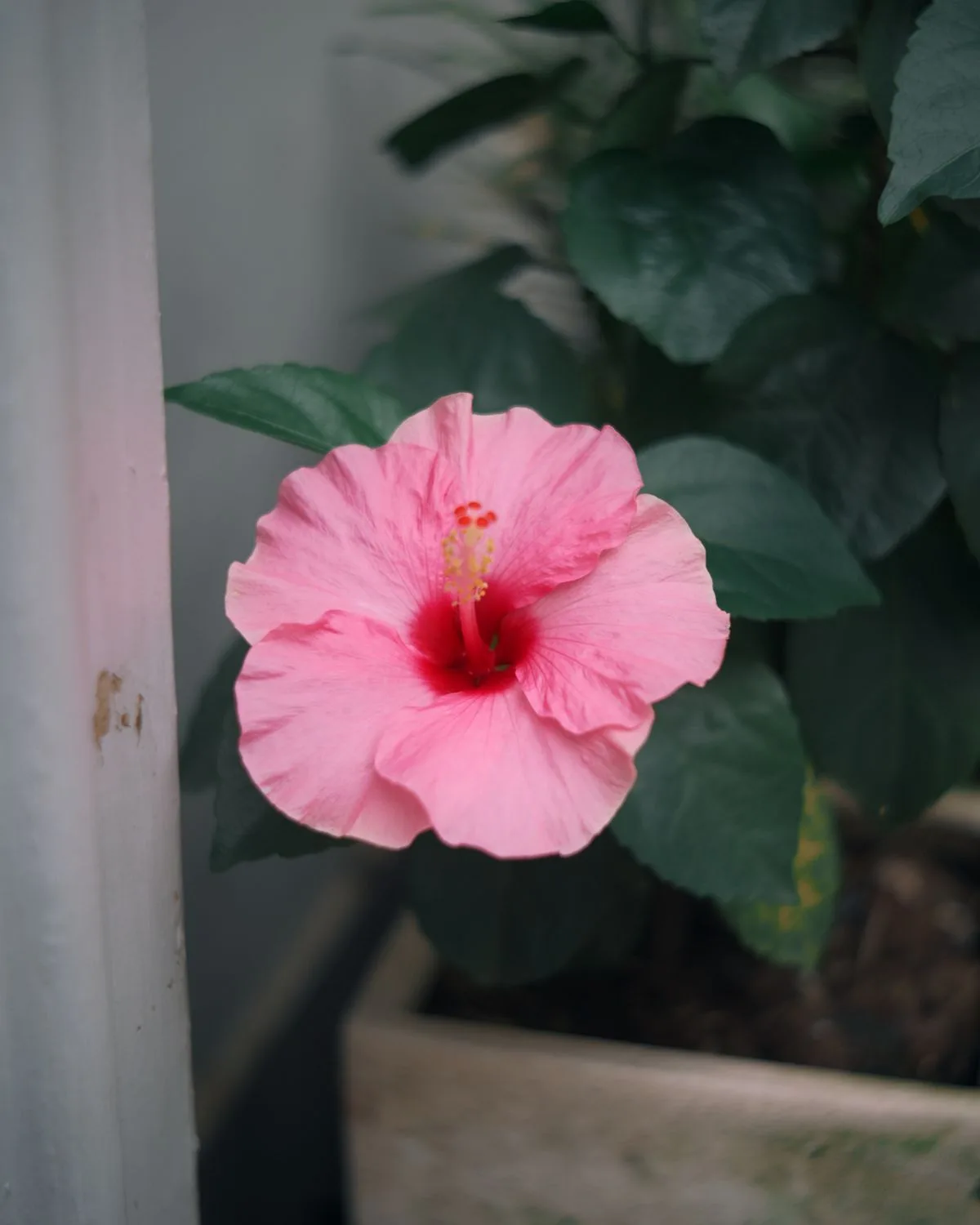 Hibiscus, Gudhal Flower (Orange)