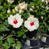 Hibiscus, Gudhal Flower (Pink)