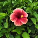 Hibiscus, Gudhal Flower (Red)