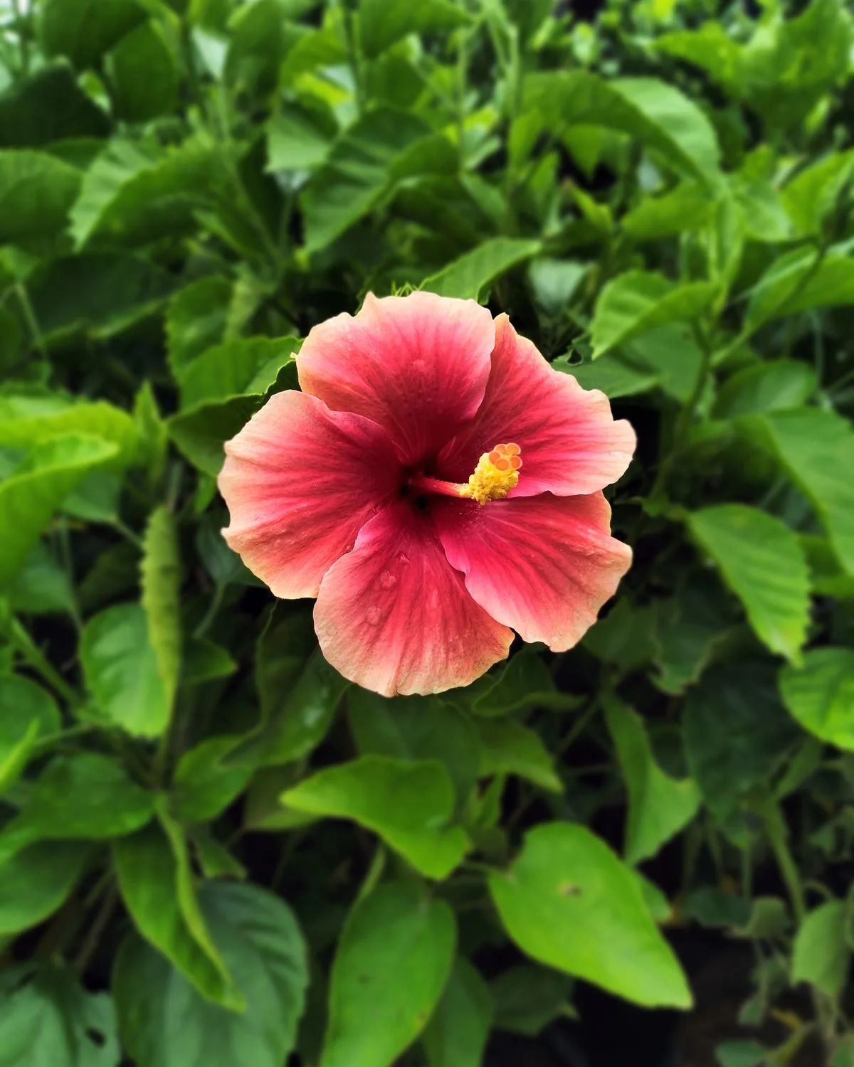 Hibiscus, Gudhal Flower (Red)