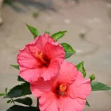 Hibiscus, Gudhal Flower (Red)