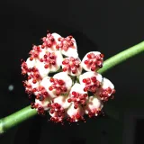Hoya kerrii, Heart Leaf, Sweetheart Hoya