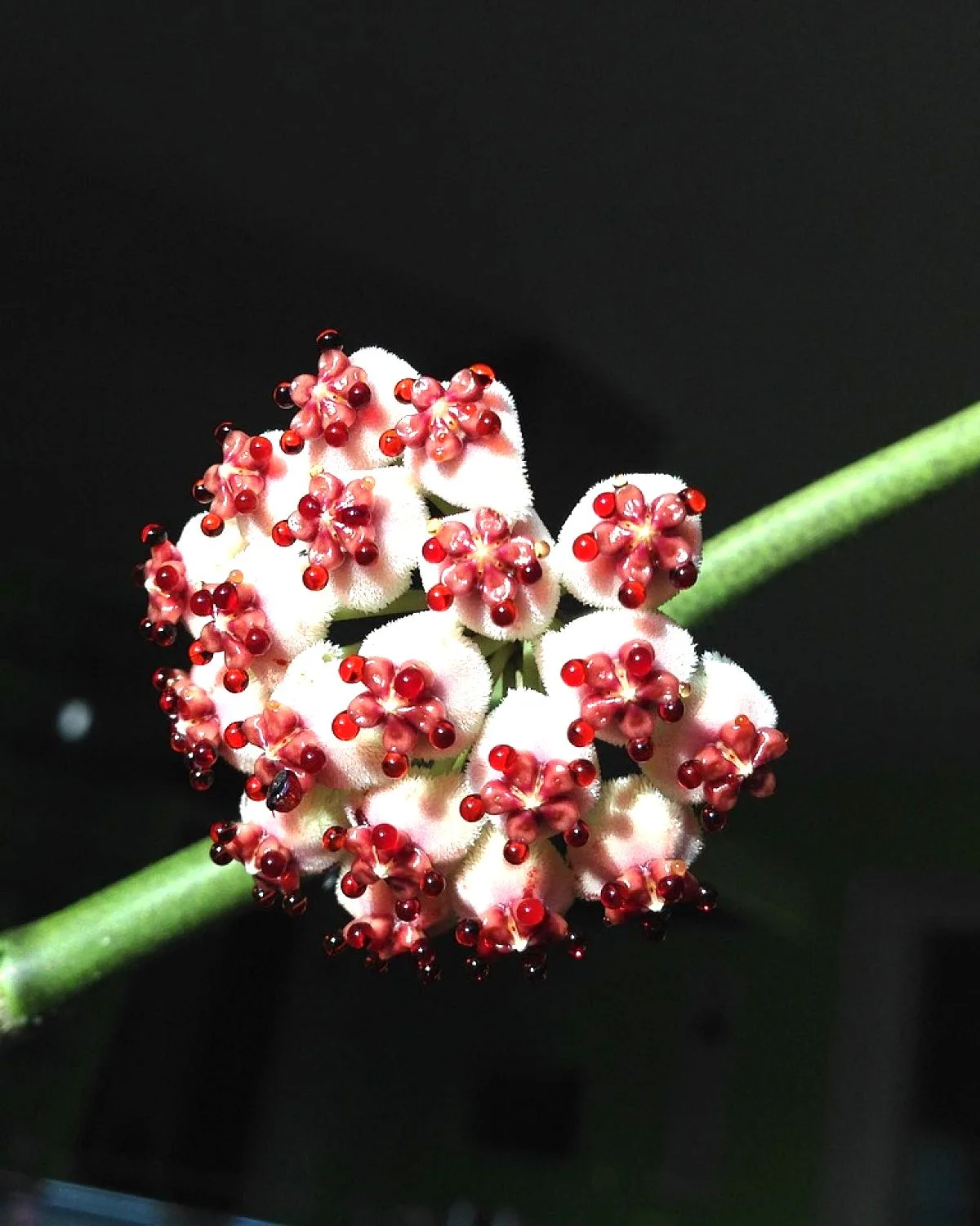 Hoya kerrii, Heart Leaf, Sweetheart Hoya (Variegated)