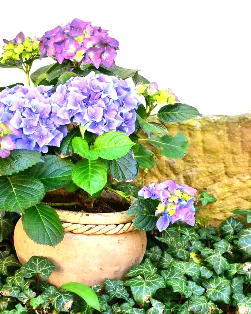 Hydrangea macrophylla (Any Color)