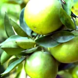 Idlimbu, Sour orange, Citrus aurantium