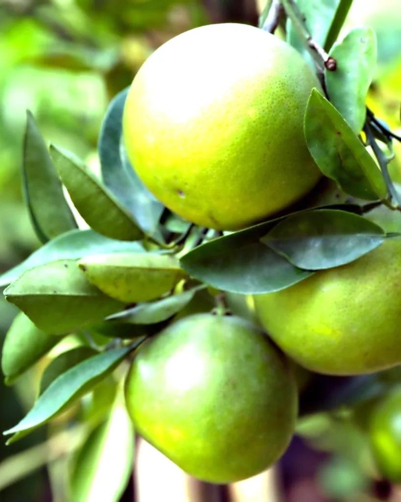 Idlimbu, Sour orange, Citrus aurantium