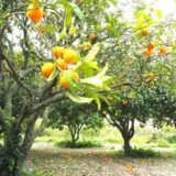 Idlimbu, Sour orange, Citrus aurantium