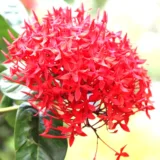 Ixora Dwarf (Peach)