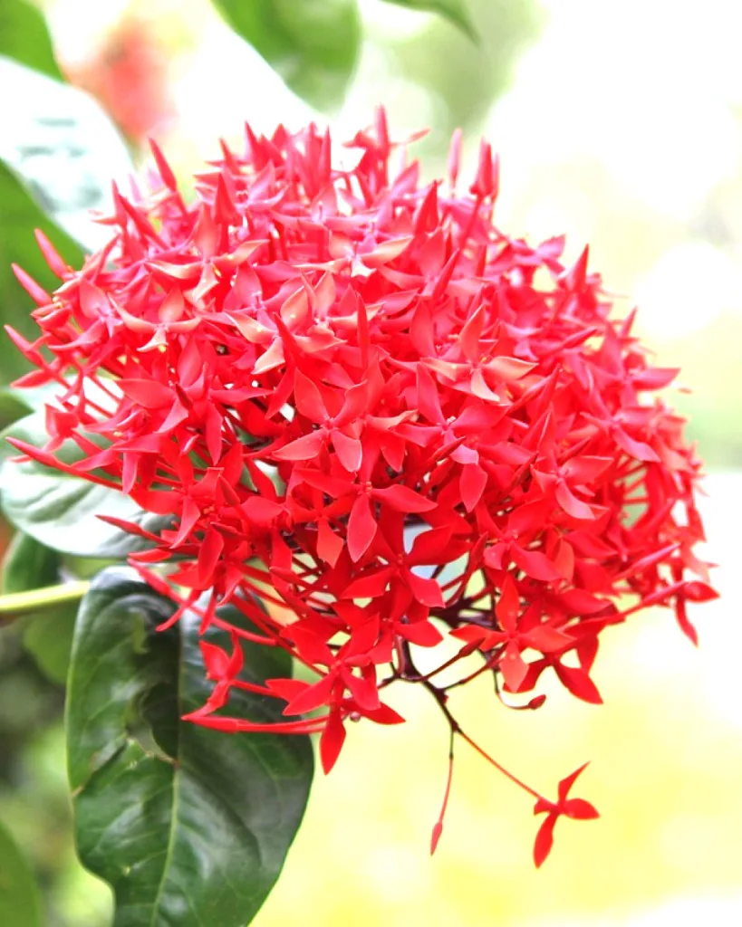 Ixora Dwarf (Peach)