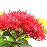 Ixora Dwarf (Red)