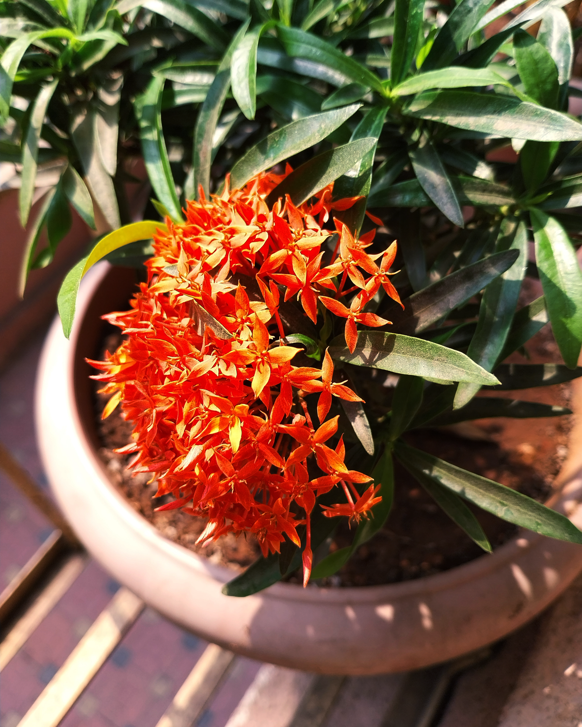 Ixora Long, Singapuri Ixora (Red)