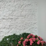 Ixora Mini Dwarf (Pink)