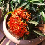 Ixora Mini Dwarf (Pink)
