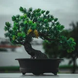 Jade Bonsai