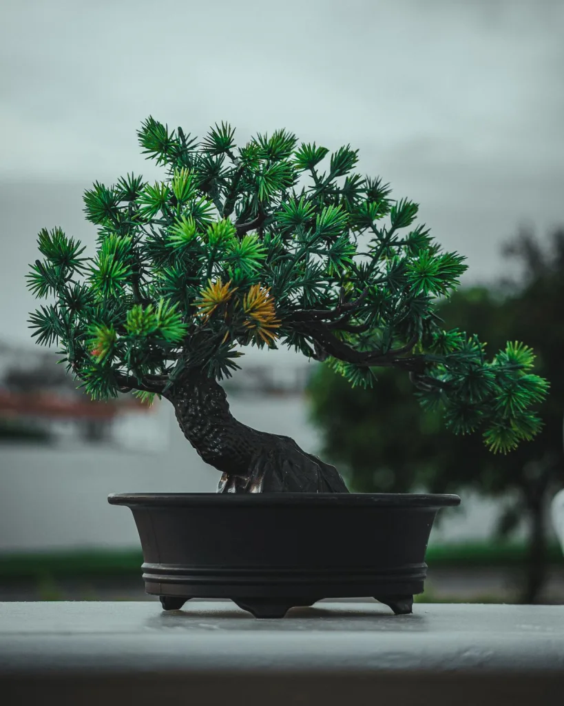 Jade Bonsai