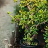 Jade Plant, Crassula ovata (Big leaf)
