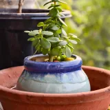 Jade Plant, Crassula ovata (Big leaf)